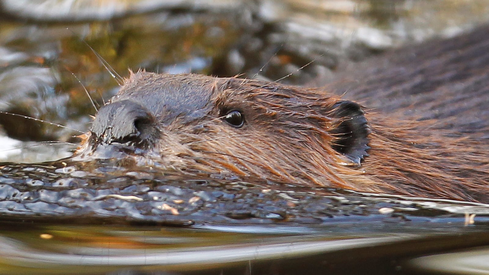 A Canadian beaver