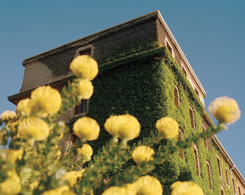 photo looking up through round yellow flowers at ornate red-brick building covered partially in ivy 