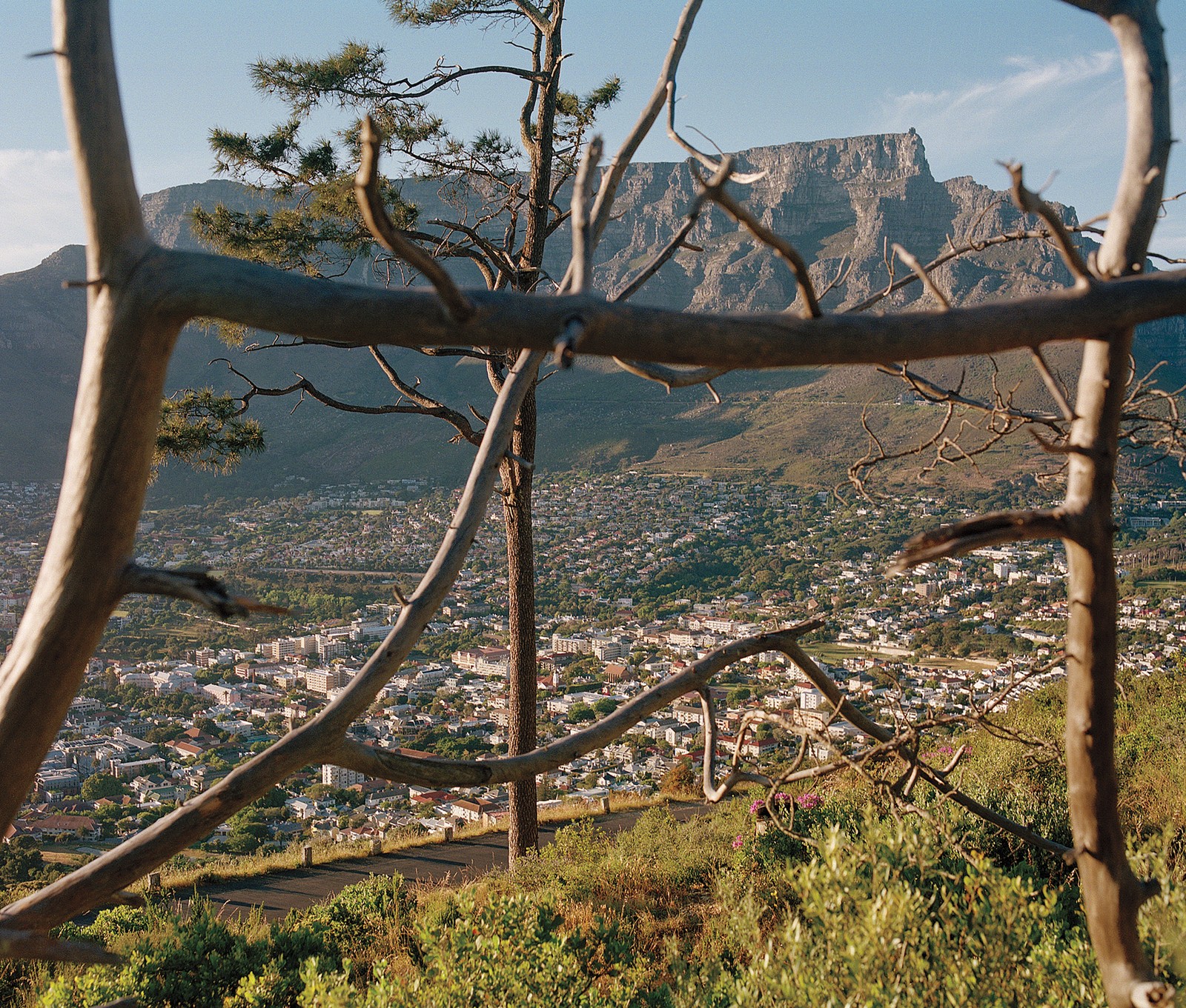 photograph through branches of Table Mountain with city below