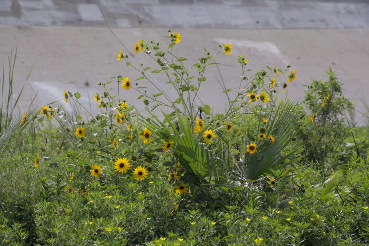 Yellow sunflower-like flowers grow among dense plants in a river bank.