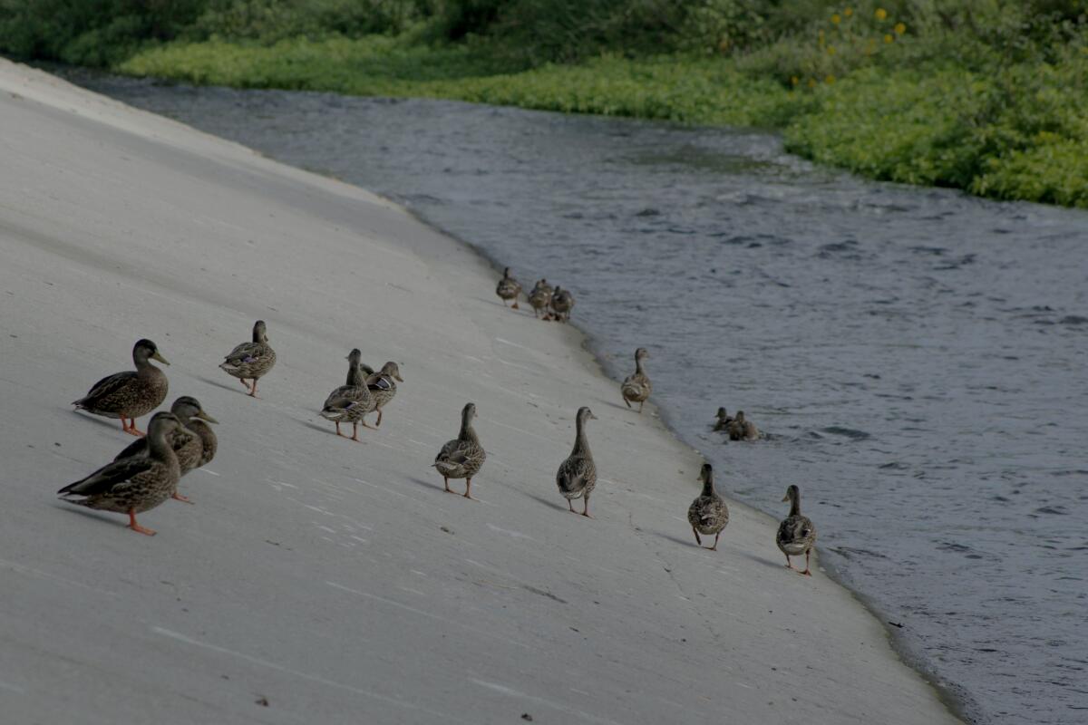 Ducks waddle away from the photographer as they rest on the concrete wall of a river.