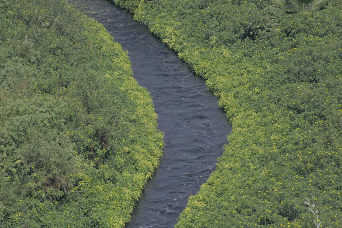 Lush green water plants grow along a path where a river flows.