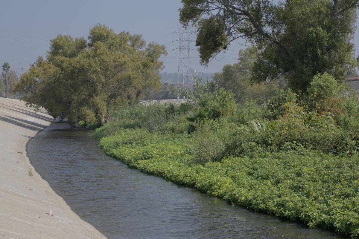 A river walled in by concrete flows past trees and dense vegetation growing in its soft bottom.