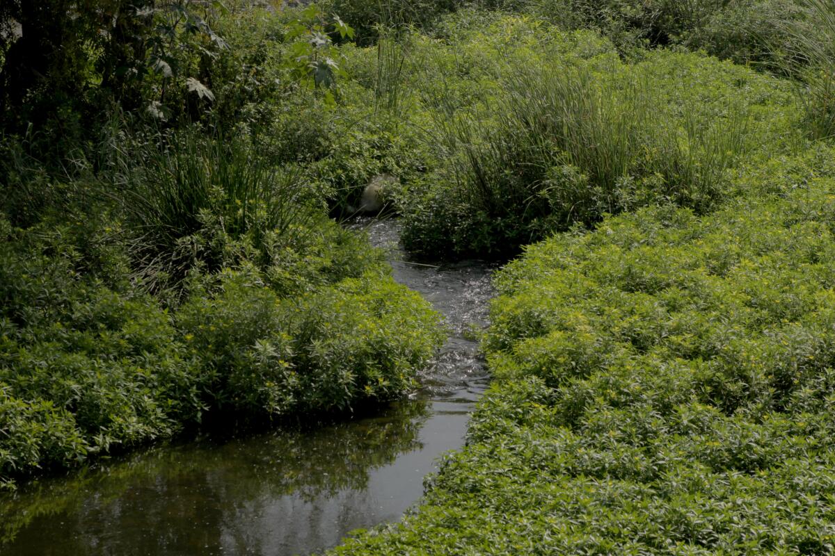 Thick green plants grow in a water way.