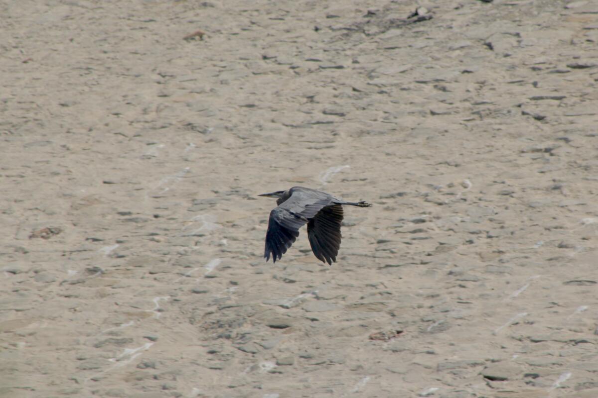 A large gray and black bird flies over a river.