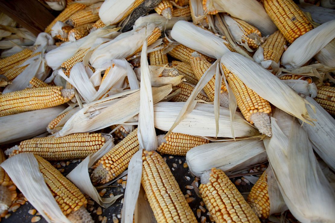 Feed corn for cattle at Double G Angus Farms in Tiffin, Iowa, on Tuesday, May 6.