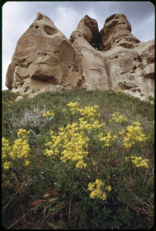 Yellow wildflowers bloom on a grassy hillside in front of large, weathered sandstone rock formations under a cloudy sky.